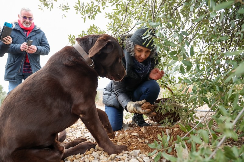 Cavage truffes © Florence At Cavage truffes © Florence At