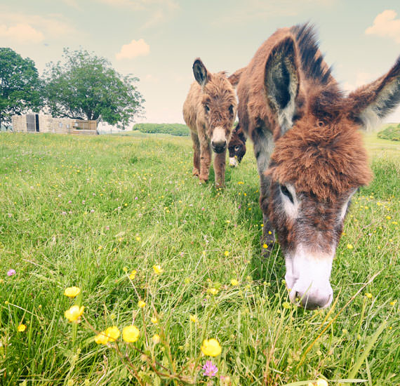 DOMAINE DE BAULIEU**** AUCH , Gers